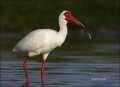 White-Ibis;Ibis;Breeding-Plumage;one-animal;close-up;color-image;nobody;photogra